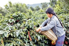 Yunnan farmers lose 5 yuan per jin of coffee beans! To promote the enthusiasm of farmers 