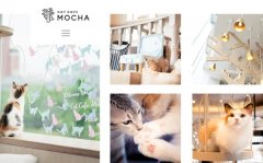 What are the risks of a famous Japanese chain cat coffee shop that killed 50 cats in three and a half years and was boycotted by their peers to open a cat coffee?