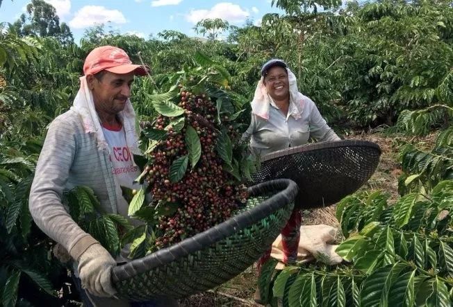 Analyze the coffee value chain. Who earns the most in a cup of coffee? Coffee farmers earn less than 1%?