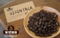 Kenya Kirin Yajia coffee producing area introduces how to drink Kenyan Kirin Yajia coffee?