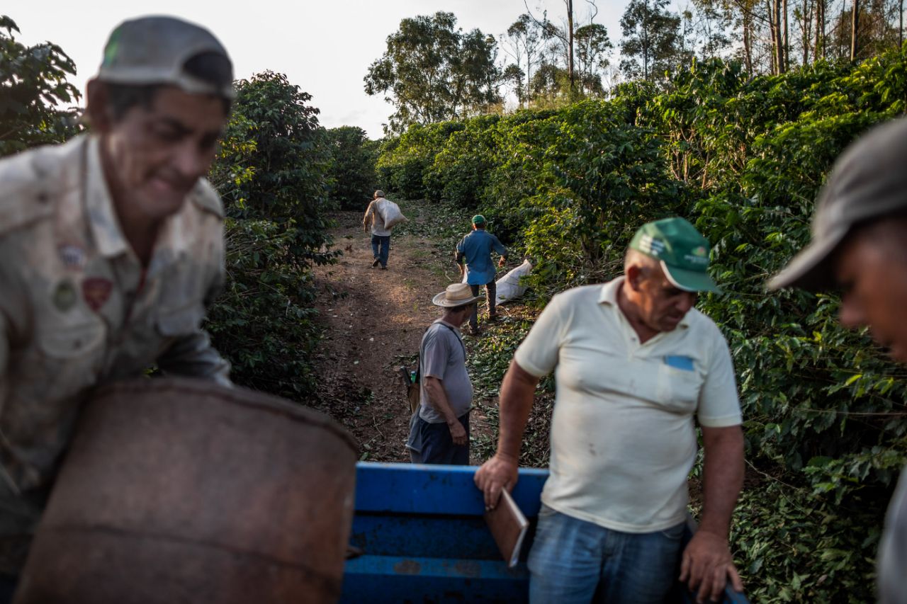 Coffee is getting cheaper, but Brazil has found a way to increase production quickly at a low cost.