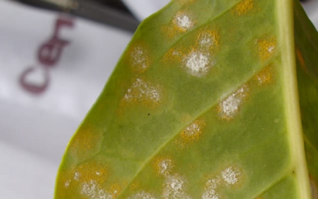 [coffee cultivation] how to use fungicides to control coffee leaf rust?