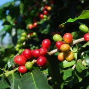 Do you know what rosy summer and bourbon look like? Teach you to identify six common varieties of coffee!