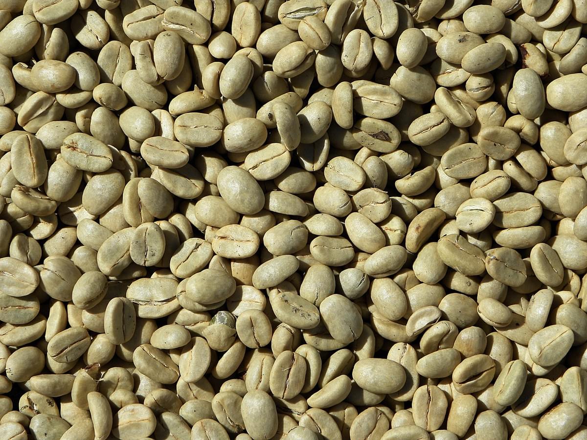 How does the moisture content of raw beans affect coffee roasting? How to bake coffee with high / low moisture content?