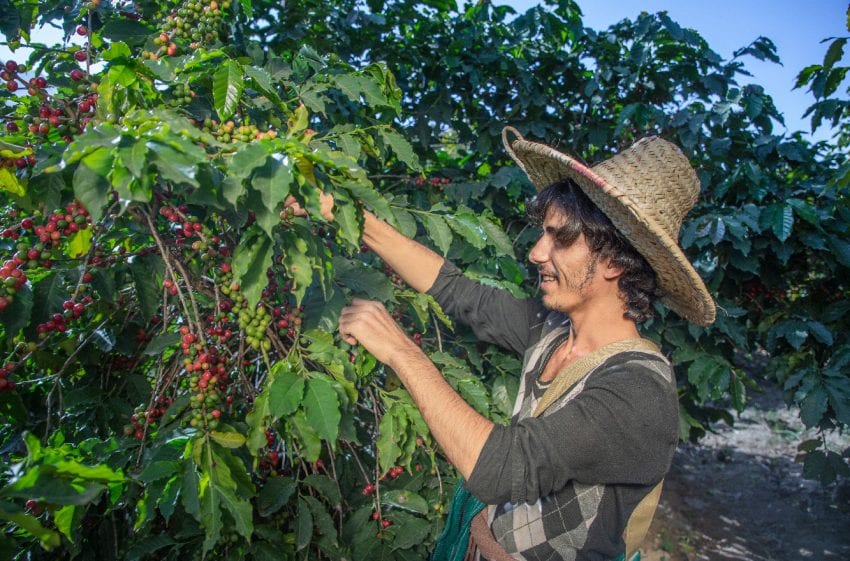 From an exit port to a smoothie! The place of origin of coffee you are not familiar with-Yemeni mocha