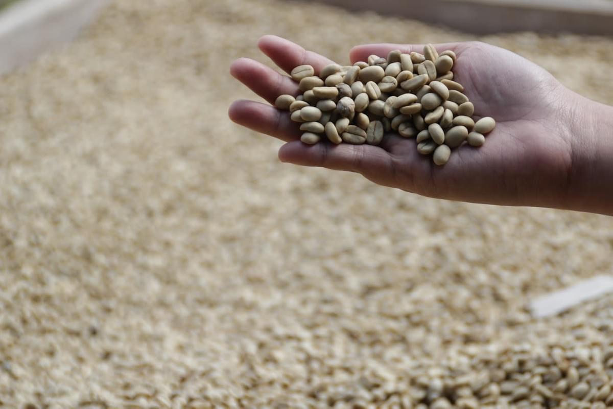 Understanding Coffee Raw beans: quality, name, Transportation and Preservation of Raw beans