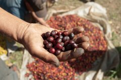 Coffee farmers in rural Brazil will be able to use 