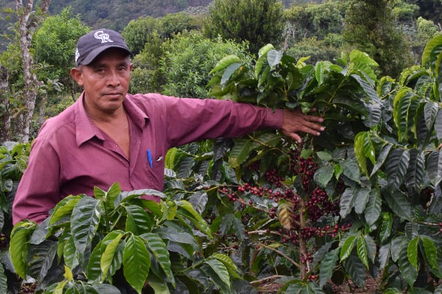 [coffee trade] what is the fair price of coffee? What is information transparency?