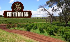 [Qianjie Coffee looking for beans] Solar Micro-batch feature report on Andabeth Manor in Kenya