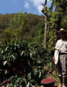 How to make Patch Coffee in Guatemala Blueberry Manor? Introduction to Patch Coffee