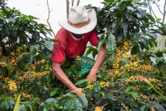 Global coffee supply surplus Vietnam's coffee exports fell in volume and price in 2019