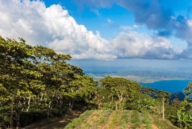 [coffee planting] how should coffee producers deal with unexpected weather conditions?