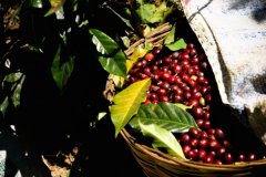 Introduction to coffee beans from Aurora Manor in Mexico _ can you drink elegance from coffee?