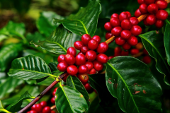 A list of Colombian Coffee producing areas _ what are the characteristics of Colombian Coffee planting quality