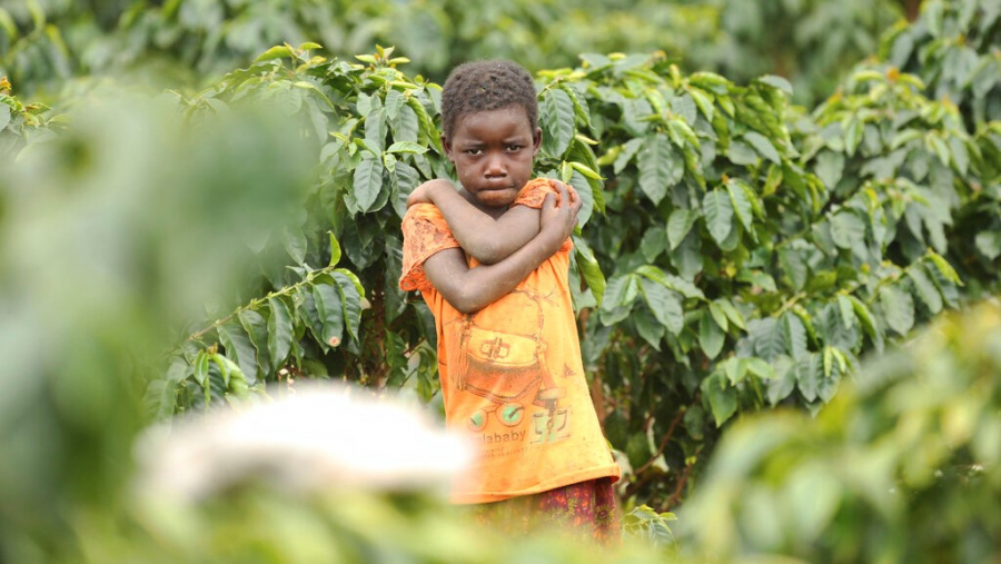 [African Coffee producer] Mozambican rebels sign a peace agreement and lay down their weapons to grow coffee