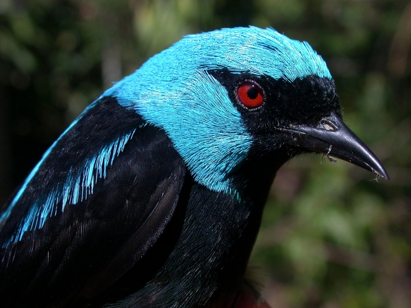 When you drink coffee, do you ever think about the homeless birds?