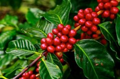 2019 the price of robusta coffee beans plummeted, near a nine-year low