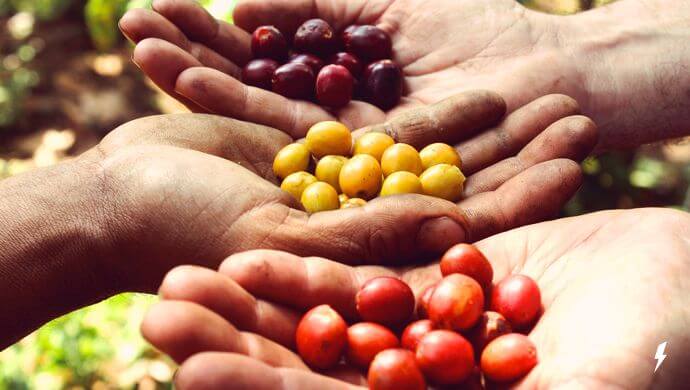 What kinds of coffee trees are there? Introduction to the origin and characteristics of common coffee varieties