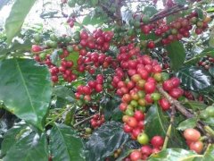 Climate change has caused poor harvests of coffee and poor income for coffee farmers.