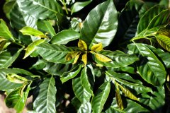 Green Gold in South America-an introduction to the story and culture of Colombian coffee producing areas