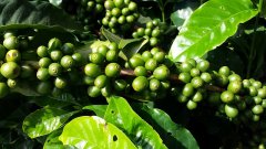 Introduction to the flavor and taste of Hushan Mantenin coffee beans the characteristics of the story of Indonesian tiger Mantenin producing area