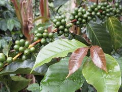 What are the producing areas of boutique coffee? the list of boutique coffee bean producing areas in 2019