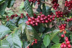 The characteristics and differences between individual coffee and fine coffee. Is the standard of fine coffee a single product?