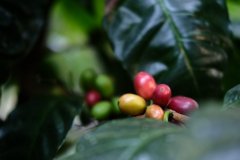 Introduction to the types of hand-brewed coffee beans. What's so special about the coffee varieties suitable for hand-brewing coffee?