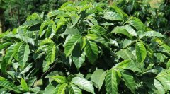 Where are the advantages of coffee beans from a single producing area? a list of the characteristics and flavors of coffee beans in a single producing area of Starbucks
