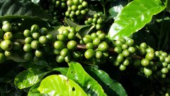 Where can I buy coffee sausage organic coffee beans? What kind of coffee beans should I buy?