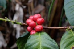 The efficacy of coffee classification and taste characteristics _ common coffee varieties and price pictures