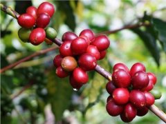 The planting conditions, types and methods of coffee. What are the favorable conditions for coffee cultivation?