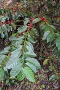 How to grow coffee beans _ how to grow coffee technical experience sharing _ can you make money by growing coffee beans
