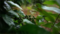 How much does the market price of coffee beans generally cost?