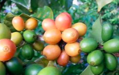 Coffee Variety | Origin and cultivation of rare Pink bourbon Pink Bourbon