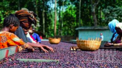 coffee producing areas| Ethiopian Harar Wild Coffee Details