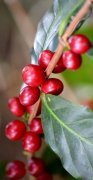 Coffee berry disease coffee berry disease resistance results coffee beans
