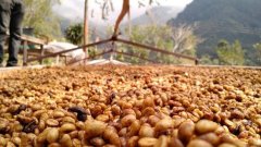 Innovative treatment of coffee beans difference of three processing methods of coffee beans: sun exposure, washing and honey treatment