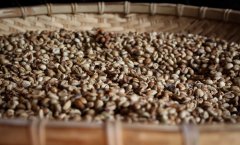 Ethiopian Valley Jihambella Flavor Features Bugu Abel Peony Coffee Bean Introduction