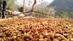 Yega Shirley Felix Coffee Bean processing Plant featuring Red Cherry Project Coffee beans