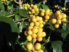 The Origin of Brazilian Yellow bourbon Coffee beans description of the flavor and taste of yellow bourbon coffee beans in Queen's Manor