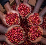 How are the raw beans of selected coffee harvested? What are the methods of selecting coffee beans?