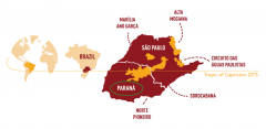 Introduction of Parana Coffee producing area in Brazil the flavor characteristics of Parana coffee