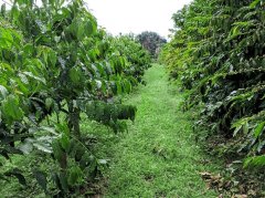 Brazilian coffee frost frost recovery and yield fluctuation of Brazilian coffee trees