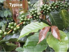 Introduction to the characteristics of Iron pickup Coffee beans description of taste and flavor of iron pickup coffee varieties