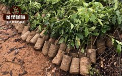 The impact of the epidemic on the coffee industry in 2020 How to deal with the impact of the epidemic from producing areas to stores