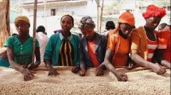 The difference between the flavor of Yega Xuefei producing area by washing Yega Xuefei with Water and Solar Yega Sheffei in Ethiopia