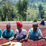 Flavor difference between coffee beans in Guji and Arsi in Ethiopia and Sidamo