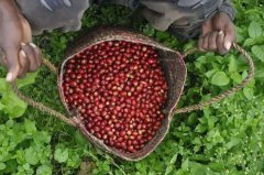 The unique Shachiso coffee bean brewing flavor in Sidamo, Ethiopia