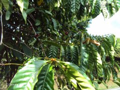 What kind of coffee do Liberica coffee beans belong to? How does Liberia compare with Arabica?